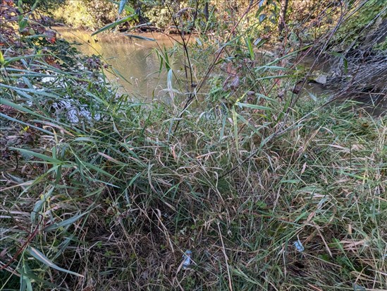 Trois activités de nettoyage des berges se préparent