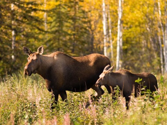 Pas de tirage pour la chasse à l’orignal sans bois dans la région en 2026