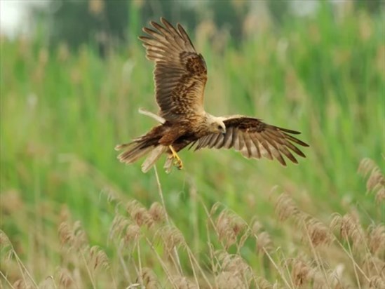 Normandin en quête d’un emblème aviaire