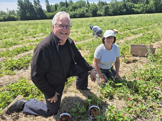 À 75 ans, le Robervalois André Lévesque retourne cultiver ses fraises
