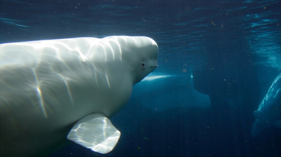 Quand le développement menace les bélugas du Saguenay 