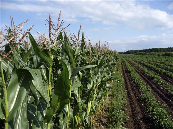 Québec double le budget du programme AgroPerformance 