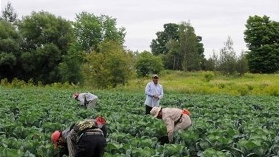 Ottawa assouplit l’accès aux travailleurs étrangers en milieu rural