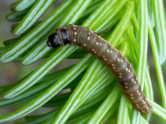 Progression des ravageurs forestiers au Saguenay–Lac-Saint-Jean