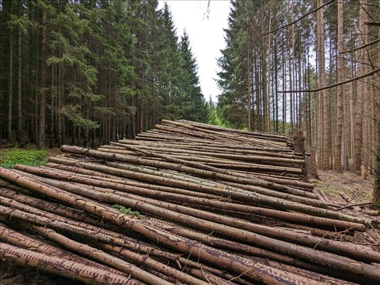 La MRC de Maria-Chapdelaine appuie à son tour les entrepreneurs forestiers