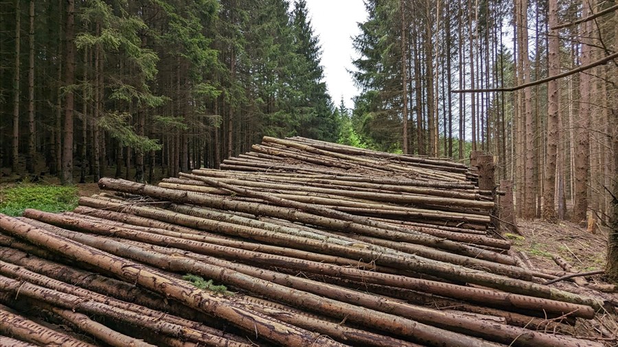 La MRC de Maria-Chapdelaine appuie à son tour les entrepreneurs forestiers