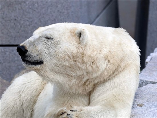 Humphrey prêté par l’Aquarium du Québec