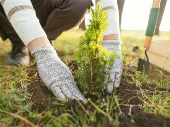 Un retour pour les contrats en sylviculture bloqués l’an dernier
