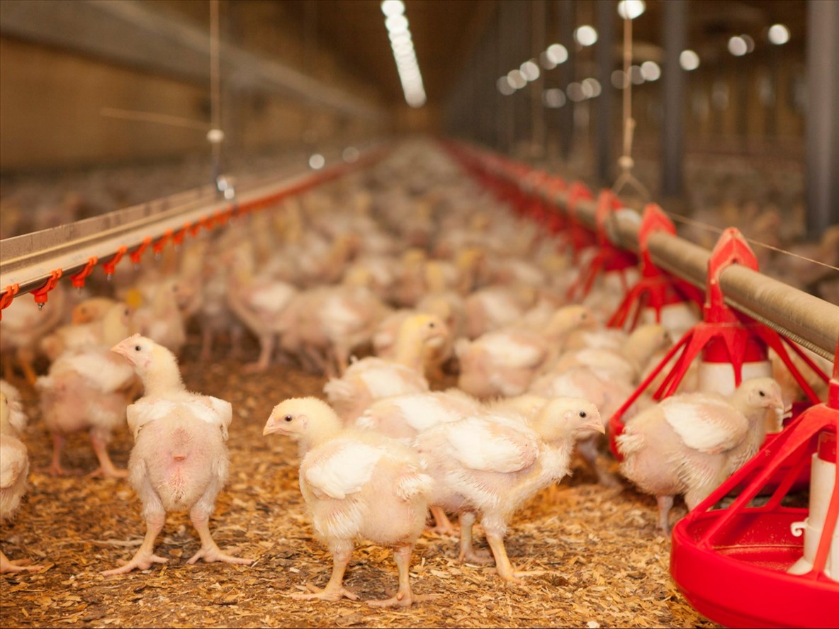 Le poulet prend son envol dans la région