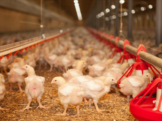 Le poulet prend son envol dans la région