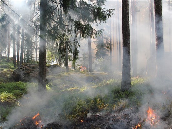 Deux incendies de forêt maîtrisés au nord du Lac-Saint-Jean