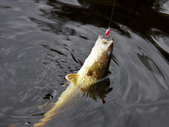 Québec appelle à la collaboration des pêcheurs sur le lac Saint-Jean