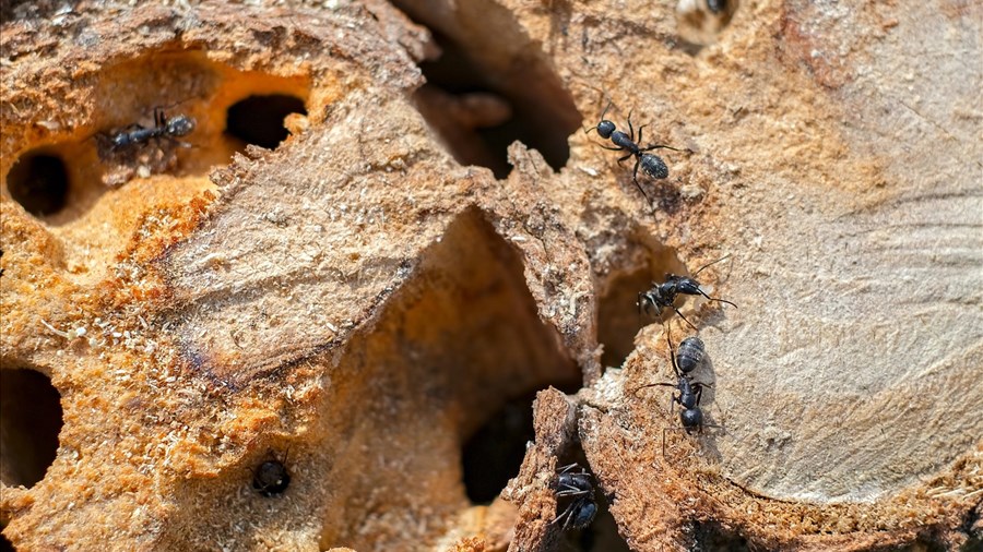 Hausse des infestations de fourmis charpentières dans la région