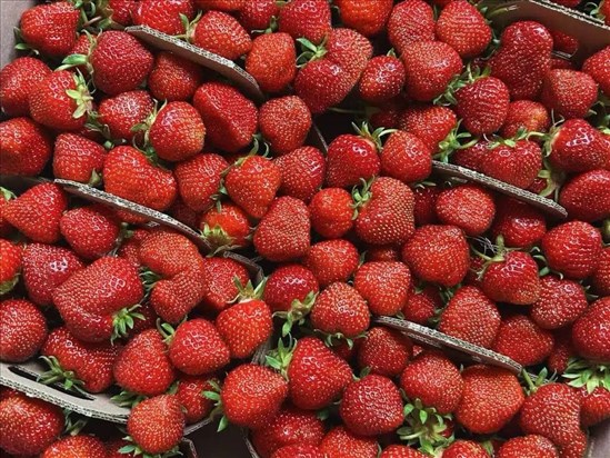 Les fraises du Québec font leur retour en épicerie