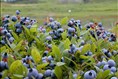 70% des Québécois ne distinguent pas les deux types de bleuets