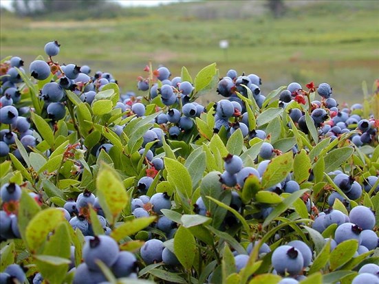Une belle saison se dessine pour le bleuet sauvage