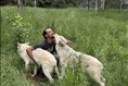Le loup sous un autre regard à Girardville