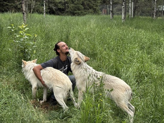 Le loup sous un autre regard à Girardville