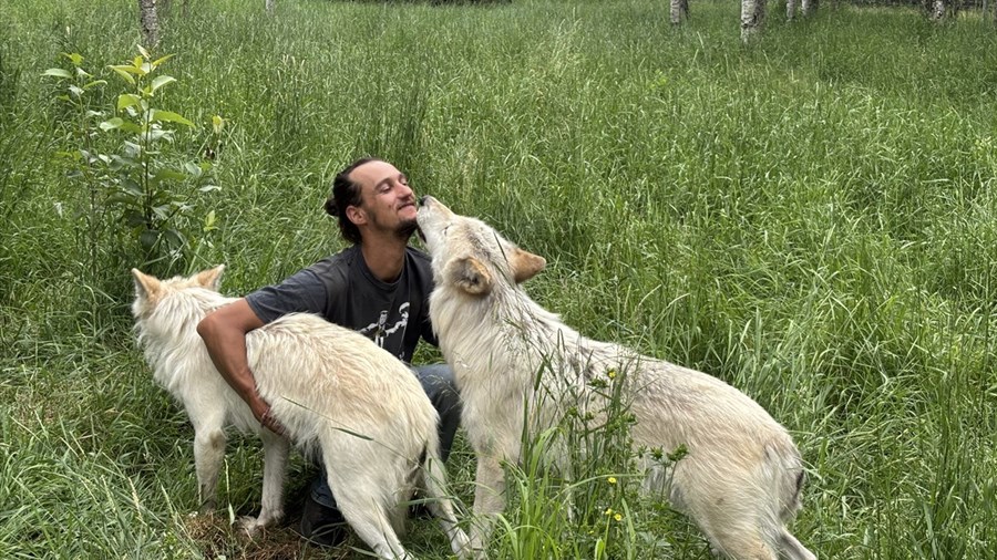 Le loup sous un autre regard à Girardville