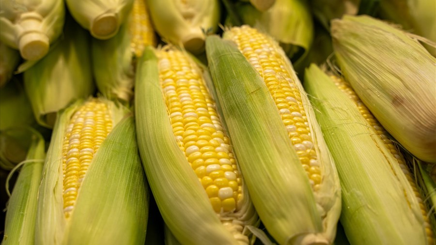 Tranquillement mais sûrement pour le maïs sucré régional
